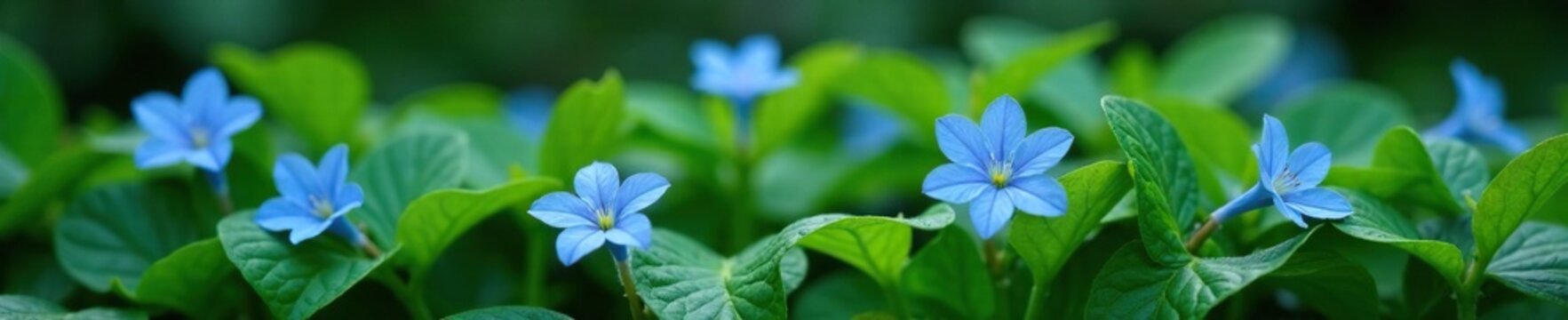 Delicate blue flowers blooming on a bed of lush green leaves, botanical garden, omphalodes verna