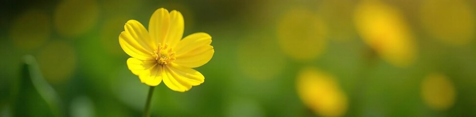 Obraz premium Bright yellow primrose with bold petals and a slender stem, bright color, bright yellow primula primrose