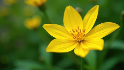 Obraz premium Star-shaped yellow flower blooming in the garden, pistil, garden, bloom