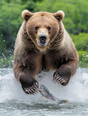 Obraz premium A bear leaps from water, catching a fish mid-air, showcasing wildlife action in nature.