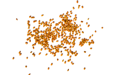 fenugreek seed scattered isolated on transparent background