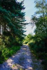 Fototapeta premium Sandy single track road in the countryside 