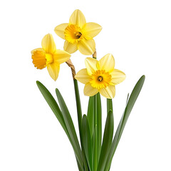 Daffodil isolated on white background full depth of field 