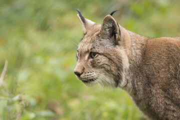 lynx portrait, silhouette, lynx lynx, wild cat, european, ears, brushes, predator, green, background, blurred, lynx, cat, wild, feline, mammal, wildcat, fur, carnivore, portrait, hunter, eurasian, big