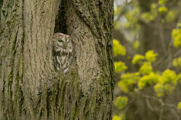 tawny owl, owl in a hole, strix, aluco, spring, nest, breeding season, old tree, hole, bird, brood, eggs, chicks