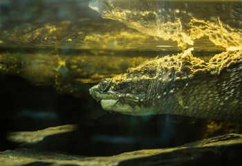 common snapping turtle (Chelydra serpentina, chelydridae, freshwater, turtle, invasive, species, europe, big, large, eu