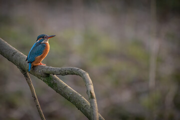 Kingfisher Perched Fishing on a Branch