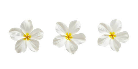 Vibrant Collection of Flowers - Artistic Arrangement on Crisp White Background for Creative Projects the product image shot (transparent) , print, banner