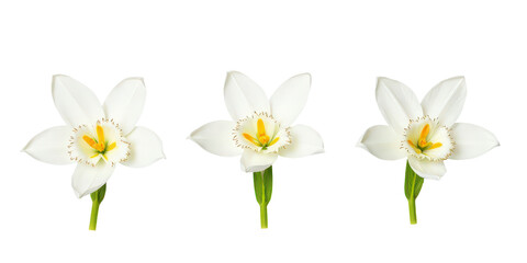 Fototapeta premium Vibrant Collection of Flowers - Artistic Arrangement on Crisp White Background for Creative Projects the product image shot (transparent) , print, banner