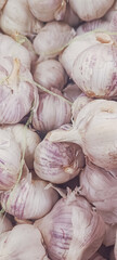 White garlic pile texture. Fresh garlic on market table closeup photo. Vitamin healthy food spice image. Spicy cooking ingredient picture. Pile of white garlic heads.