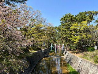 桜と新緑に囲まれながら川を登るこいのぼり
