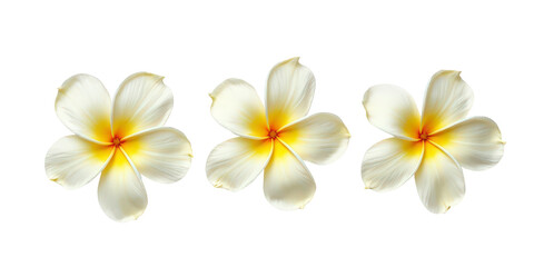 Vibrant Collection of Flowers - Artistic Arrangement on Crisp White Background for Creative Projects the product image shot (transparent) , print, banner