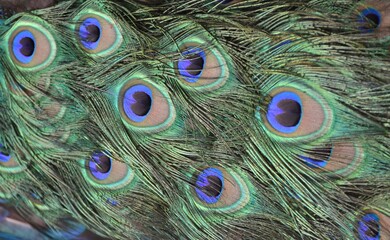 Obraz premium The patterned tailfeather plumage of a male peacock