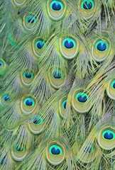 Obraz premium The patterned tailfeather plumage of a male peacock