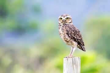 The lucky owl for the new year. Burrowing owl. Athene cunicularia. The large yellow owl eyes.