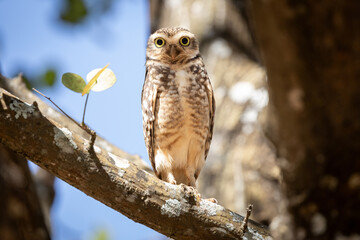 The lucky owl for the new year. Burrowing owl. Athene cunicularia. The large yellow owl eyes.