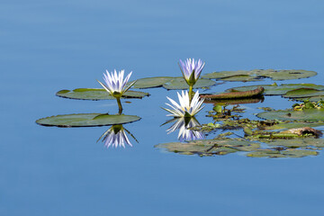 Nymphaea rudgeana is a species of waterlily native from South America. Nature. Flower on the water.