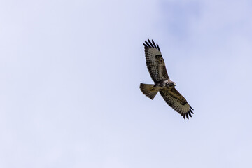 Common Buzzard (Buteo buteo), spotted over Baldoyle Racecourse, Dublin; common in Europe