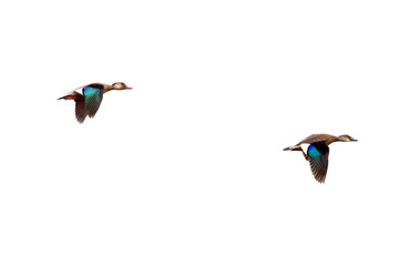 A couple of ducks flying. Animal life. Birdwatching.