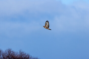 Common Buzzard (Buteo buteo), spotted over Baldoyle Racecourse, Dublin; common in Europe