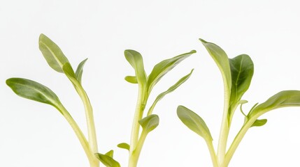 Fototapeta premium Fresh green sprouts with delicate leaves against a white background, showcasing new growth and vitality.