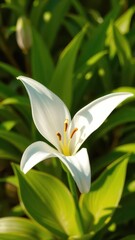 Obraz premium A pristine white lily blossom against a vibrant green backdrop, isolated, macro, vivid