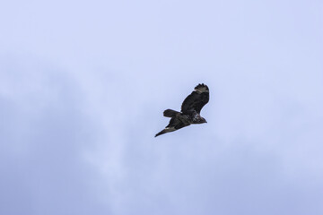 Common Buzzard (Buteo buteo), spotted over Baldoyle Racecourse, Dublin; common in Europe