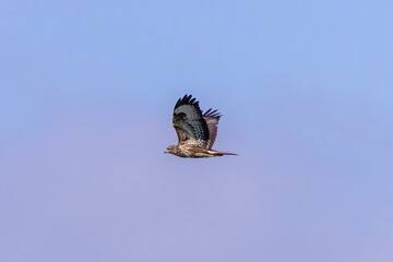 Common Buzzard (Buteo buteo), spotted over Baldoyle Racecourse, Dublin; common in Europe