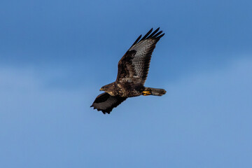 Common Buzzard (Buteo buteo), spotted over Baldoyle Racecourse, Dublin; common in Europe