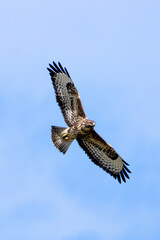 Common Buzzard (Buteo buteo), spotted over Baldoyle Racecourse, Dublin; common in Europe