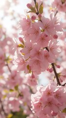 Obraz premium Pink cherry blossoms in full bloom, sunlight filtering through delicate petals, spring, flora, landscape