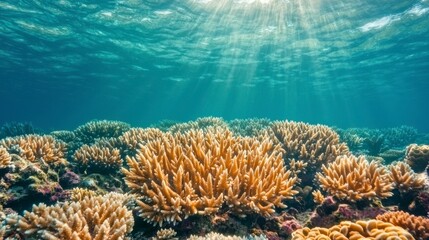 Vibrant Coral Reef Underwater Scene with Sunlight Rays Illuminating Diverse Marine Life and Healthy Coral Formation in Clear Tropical Waters