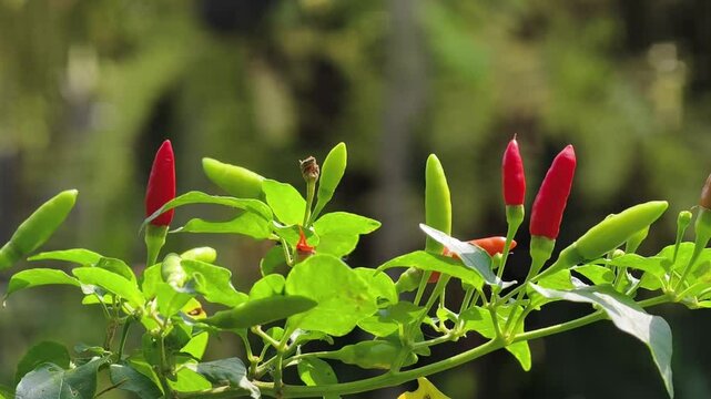 Ripe chili peppers on the tree