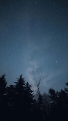 Fototapeta premium Silhouetted trees against a stormy, starless night sky, black, silhouette