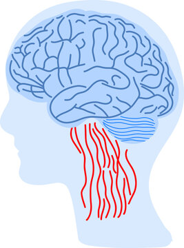 Brain as computer system