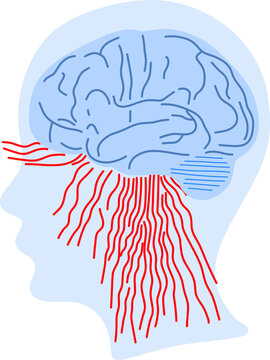 Brain as computer system
