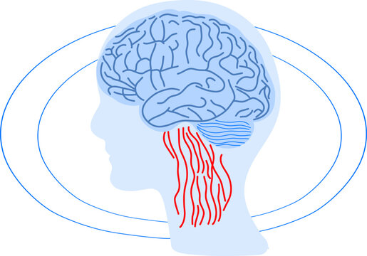 Brain as computer system