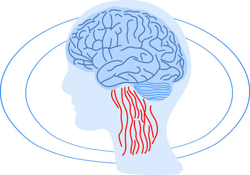 Brain as computer system