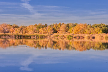 Henderson Bird Viewing Preserve Reflection in the Morning with Golden Hour Light