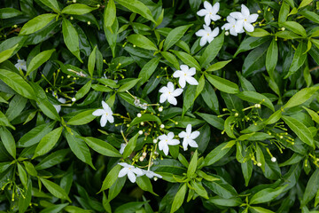 Close-Up of Lush Green Tree Leaves Outdoors