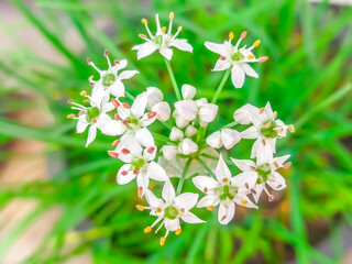 Onion Flower Stem, Scallion Flower