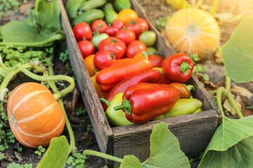 Fresh vegetables harvest in wooden box close up. Organic pepper, freshly harvested cucumber, tomato on garden bed with pumpkin on sun in sunlight