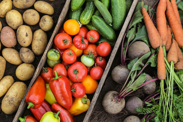 Fresh organic colorful vegetables background texture. Eco bio pepper cucumber and tomato in wooden box, freshly harvested carrot and beetroot close up top view