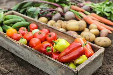 Autumn harvest of fresh vegetables in wooden box closeup in sunlight. Organic fresh pepper, tomato, cucumber, potato, beetroot and carrot on soil ground in garden