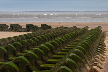 Fototapeta premium Concrete breakwater groynes in green seaweed in Mersey estuary