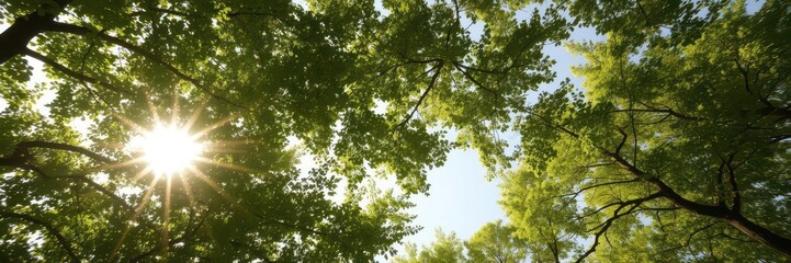 Sunlight filters through a canopy of leaves, creating a dappled effect on the sky, trees, treetops, foliage