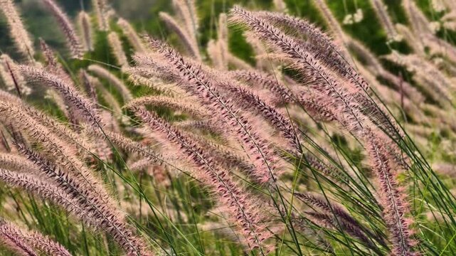 Green meadow in the mountains with flowers and summer grasses