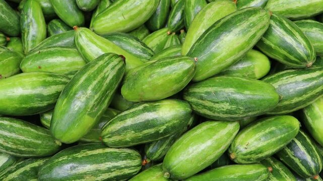 Close-up video of pointed gourd, parwal, parval (patol). Organic green fresh pointed gourd. 
