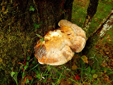 A large specimen (45 cms) of Ganoderma applanatum, also known as Artist&rsquo;s Conk because of it&rsquo;s ability to be used as a drawing medium. Also has many medicinal qualities.
