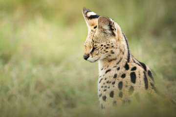Portrait of a serval cat (Leptailurus serval), Kenya